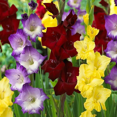 Van Zyverden 25ct Bulbs Gladiolus De Luxe Blend