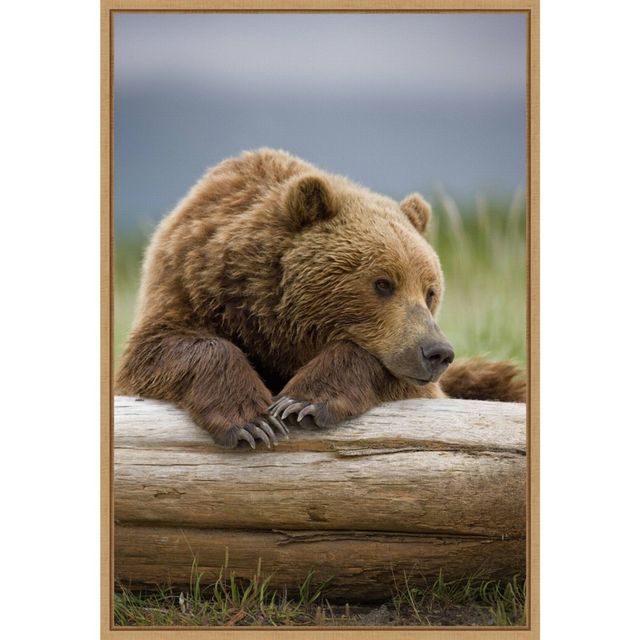 16 x 23 Bear Resting on a Beached Log by Paul Souders Danita Delimont Framed Canvas Wall Art Brown - Amanti Art: Animal Lithograph