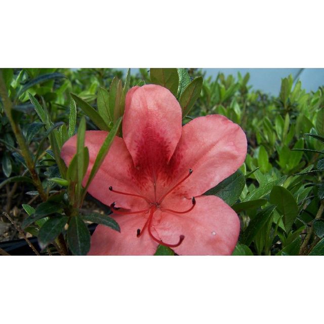 2.25gal Macrantha Orange Azalea Plant with Pink/Orange Blooms - National Plant Network: Perennial Shrub for Partial Shade