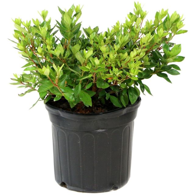 2.5qt Pleasant White Azalea Plant with White Blooms - National Plant Network: Ideal for Garden Beds & Hedges