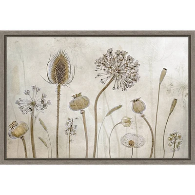 Amanti Art 23x16 Growing old by Mandy Disher: Botanical Lithograph, Modern Decor Style, Framed Canvas Print