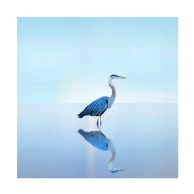 24 x 24 James McLoughlin Beachscape Heron II Unframed Wall Canvas - Trademark Fine Art: Modern Style Animal Painting