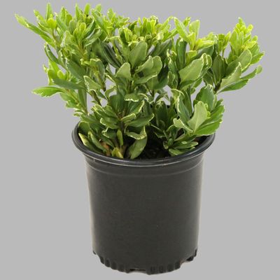 1pc Pittosporum Variegated - National Plant Network: Fragrant Spring Flowers, Ornamental Fruit, 10 Nursery Pot