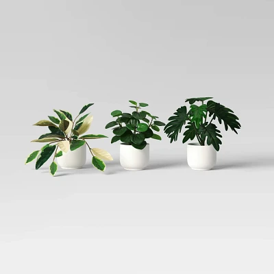 Core Plant Multipack in White Pot - Room Essentials