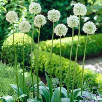 Allium Mount Everest Set of 5 Bulbs - Van Zyverden