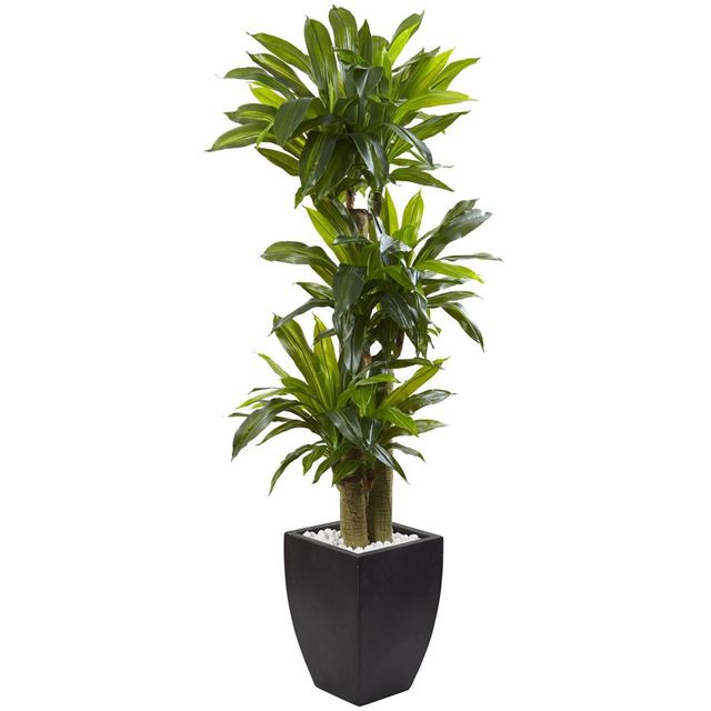 5.5ft Artificial Corn Stalk Dracaena with Black Wash Planter - Nearly Natural: Lifelike Faux Plant Decor