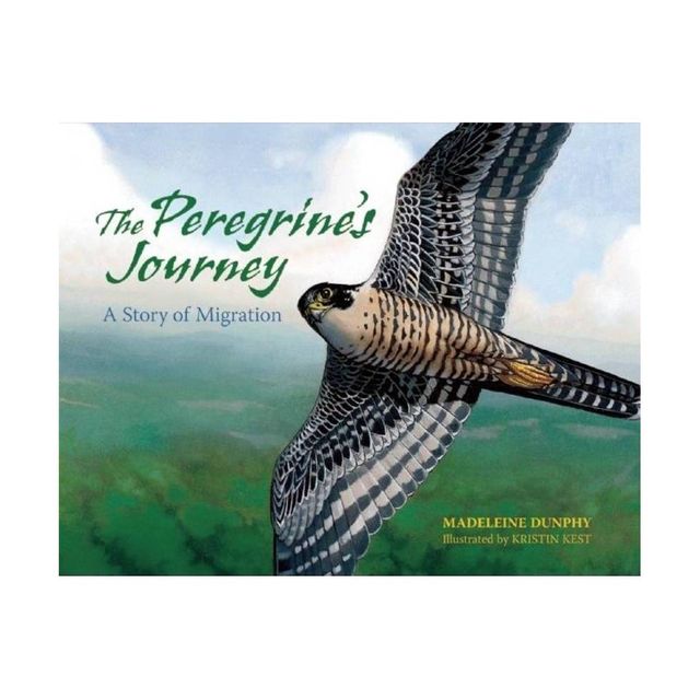 The Peregrines Journey - (A Story of Migration) by Madeleine Dunphy (Paperback)