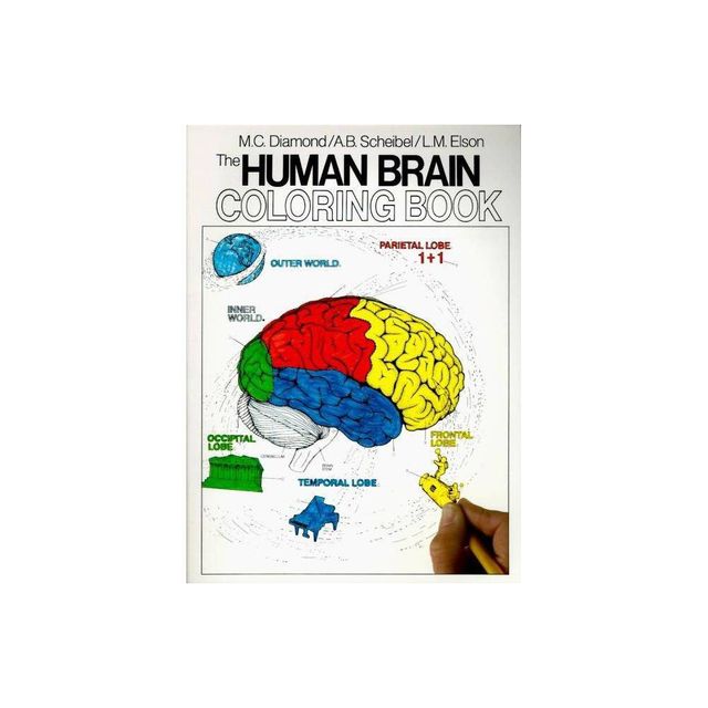 The Human Brain Coloring Book - (Coloring Concepts) by Marian C Diamond & Arnold B Scheibel (Paperback)