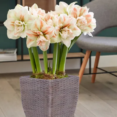 Van Zyverden 3ct Bulbs Amaryllis White Nymph Floor Planter Set