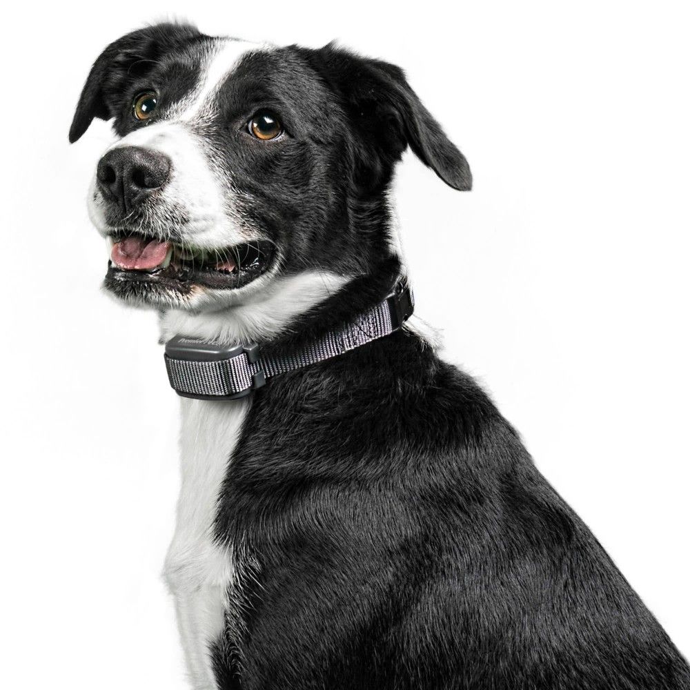 if it barks martingale dog collar