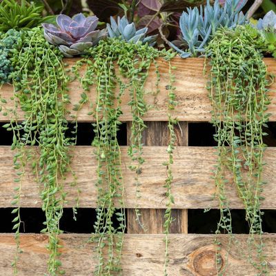 3pc String of Bananas - National Plant Network: Indoor Senecio in 4 Nursery Pot, Sun/Shade Mix, 6-10 Tall