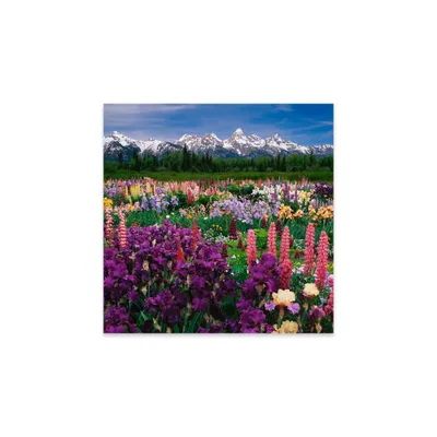 36 x 36 Iris and Lupine Field Grand Teton National Park Print by Adam Jones: Modern Acrylic Wall Art - iCanvas