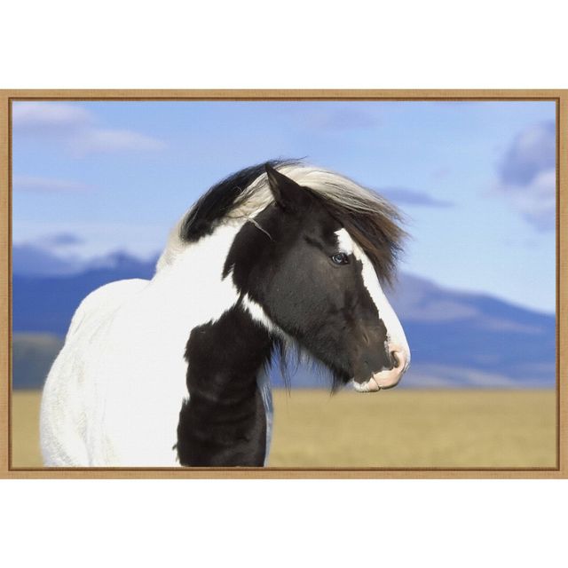 23 x 16 Icelandic Horse by Peter Langer Danita Delimont Framed Canvas Wall Art - Amanti Art: Modern Lithograph, Sawtooth Back