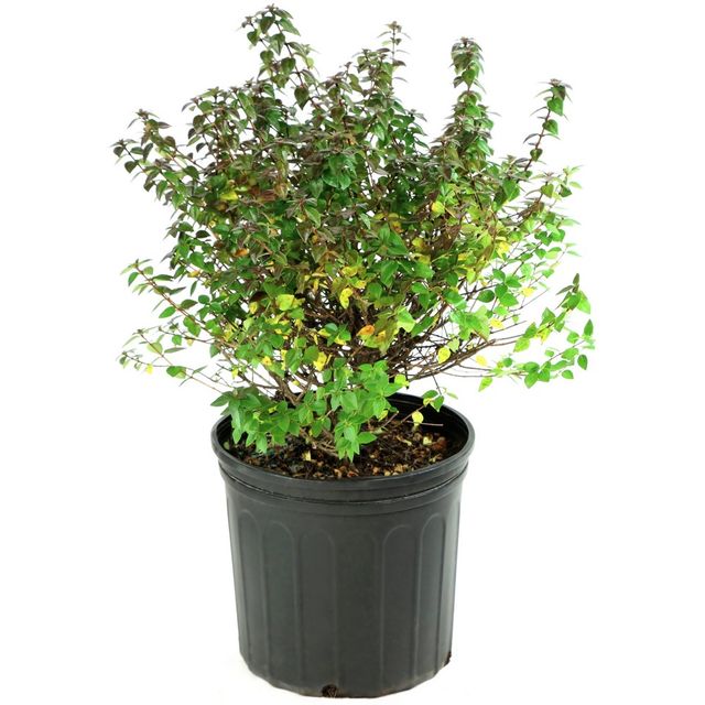 Abelia Rose Creek 1pc: Evergreen Shrub, White Blooms, National Plant Network 2.25gal