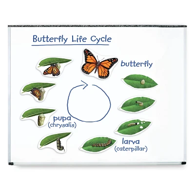 Learning Resources Giant Magnetic Butterfly Life Cycle