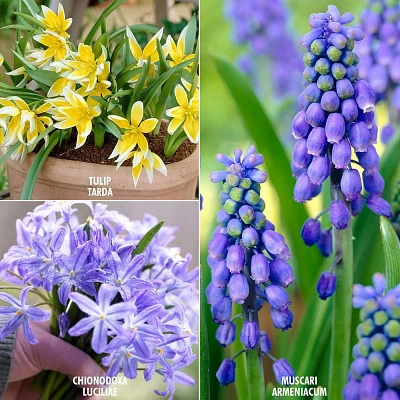 Van Zyverden 75ct Bulbs Tulips Muscari Chionodoxa Early Spring Bulb Garden Set