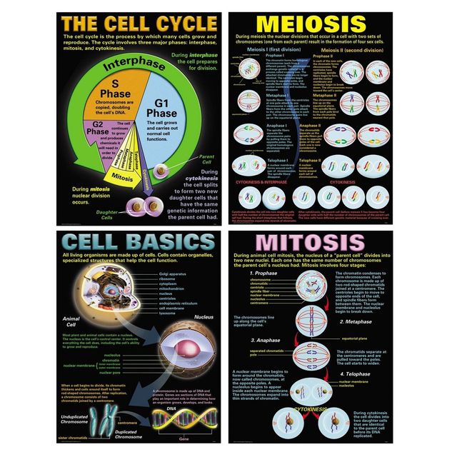 Cells Teaching Poster Set - McDonald Publishing: Biology & Science Learning Posters, Grades 3-12, Teacher Created Resources