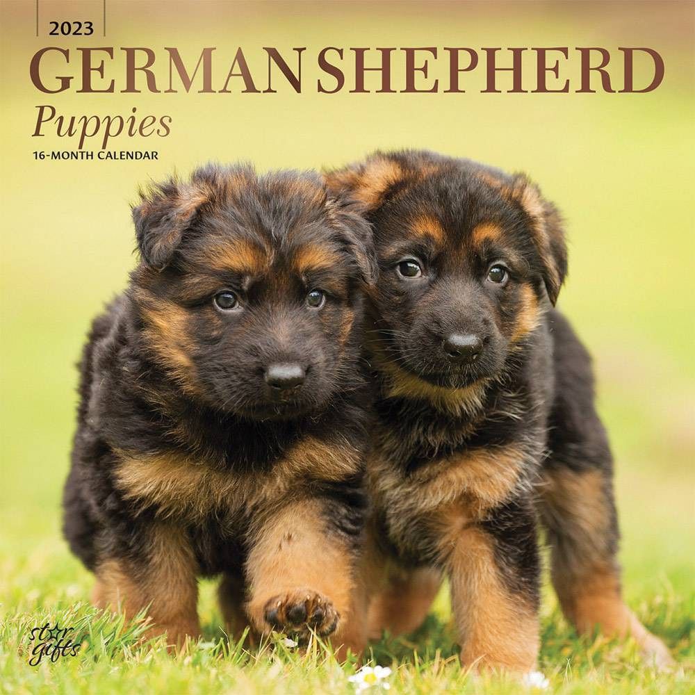 stargifts-2023-square-wall-calendar-german-shepherd-puppies-stargifts-connecticut-post-mall