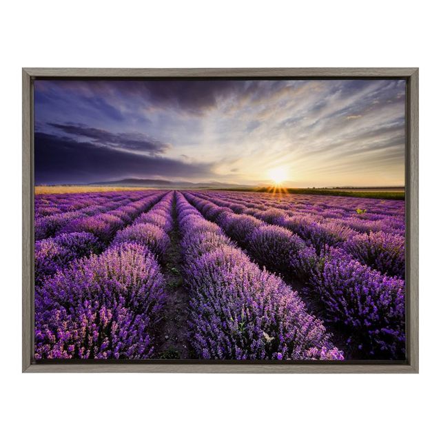 24x18 Lavender Sunrise Framed Canvas Wall Art - Amanti Art: Botanical Landscape, Modern Decor