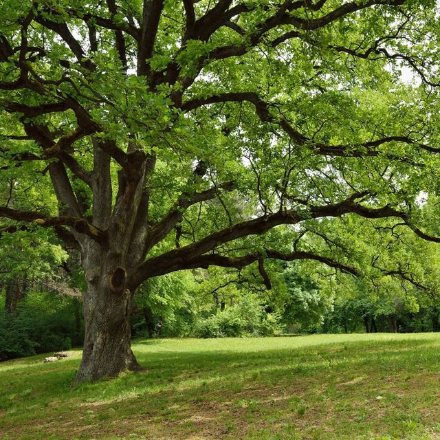 2.25gal Live Oak Tree - National Plant Network: Full Sun Hardy, 80 Mature Height, 2 Depth Nursery Pot