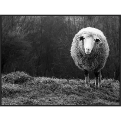 42 x 32 Wondering sheep by Ajven Framed Canvas Wall Art Print - Amanti Art: Modern Decor, Animal Lithograph