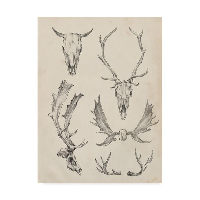 Ethan Harper Skull And Antler Study II Canvas Art