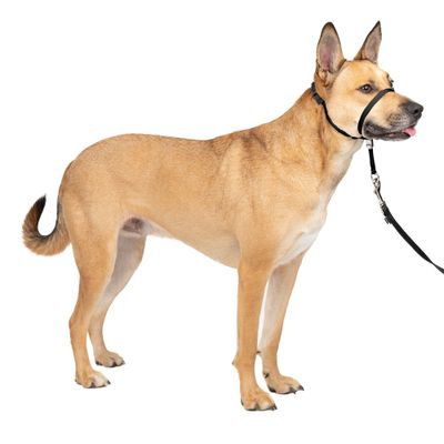 PetSafe Gentle Leader Headcollar Adjustable Dog Harness - M