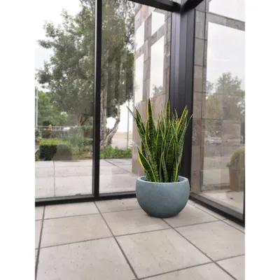 Rosemead Home & Garden, Inc. 13 Lightweight Concrete/Fiberglass Elegant Bowl Indoor/Outdoor Planter Slate