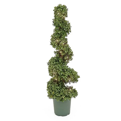 National Tree Company 44 Pre-Lit Boxwood Spiral Topiary: LED, Battery-Operated, Indoor/Outdoor