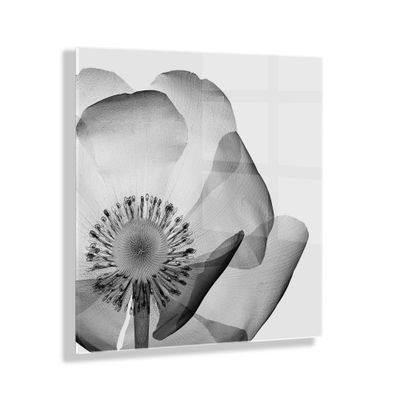 23 x 23 Poppy Ray Floral Floating Acrylic Wall Canvas: Modern Decor by Kate & Laurel