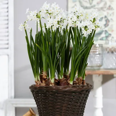 Van Zyverden 6ct Bulbs Narcissus White with 6.5 Rattan Basket