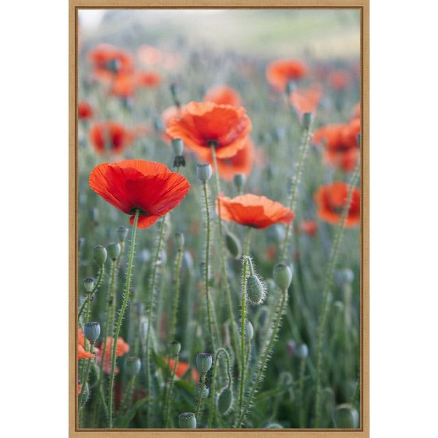 16 x 23 Poppies in Bloom by Brent Bergherm Danita Delimont Framed Canvas Wall Art - Amanti Art: Vertical Lithograph, Modern Decor