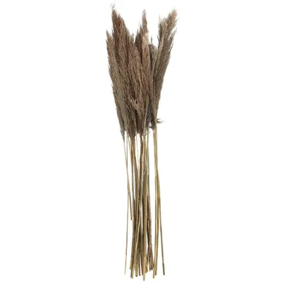 Olivia & May Dried Plant Pampas Natural Foliage with Long Stems Dark Brown: Grass Decor for Potpourri Bowl