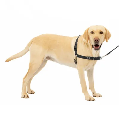 PetSafe Easy Walk Adjustable Dog Harness - L