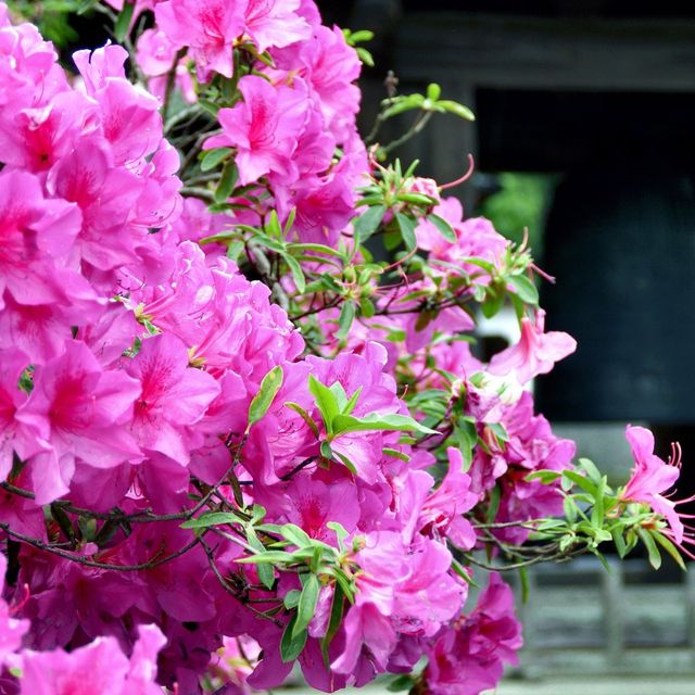 National Plant Network Azalea Karens 2.25gal U.S.D.A. Hardiness Zones 5-8 -  1pc - National Plant Network