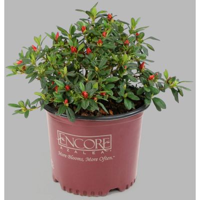 Encore 1pc Azalea Autumn Sunset - National Plant Network: Hardy Everbloom Shrub, Sun/Shade Tolerant, 2.25qt Pot