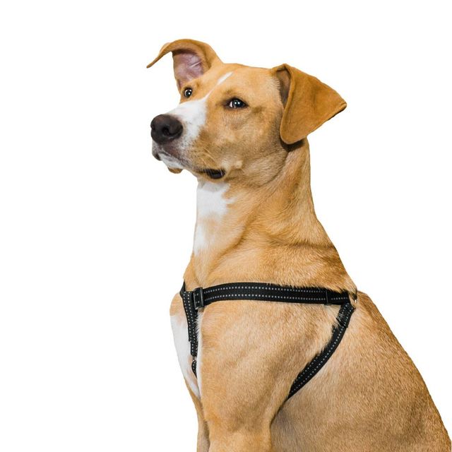 Backpack Dog Harness - S - Green - Boots & Barkley™ : Target