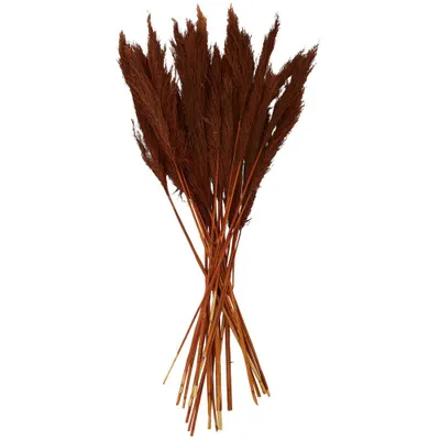 35 x 2 Dried Plant Pampas Natural Foliage with Long Stems Copper - Olivia & May