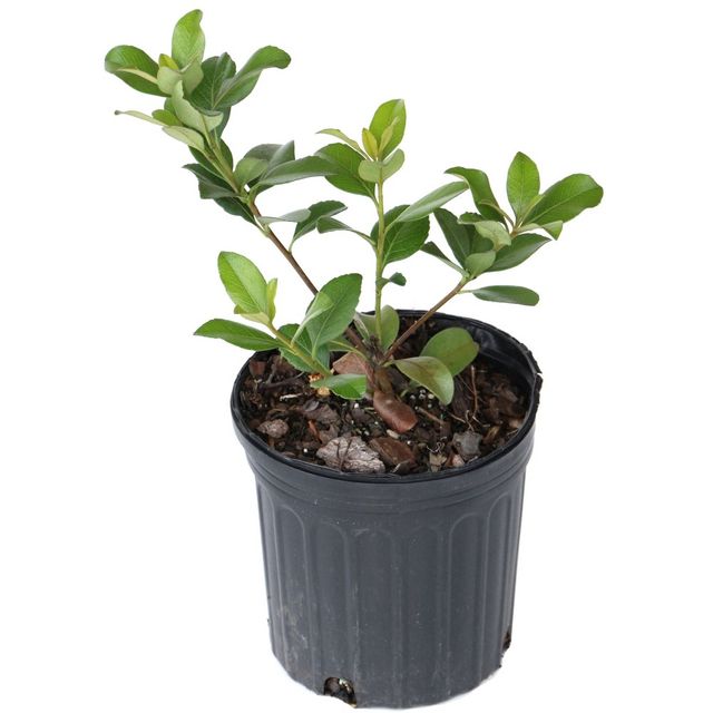 Indian Hawthorn Snow White 2.25gal U.S.D.A. Hardiness Zones 8-10 - 1pc - National Plant Network