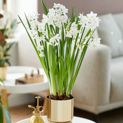 7ct Narcissus Paperwhite Inbal Preplanted Bulbs with Brass Finish Iron Planter and Stand - Van Zyverden