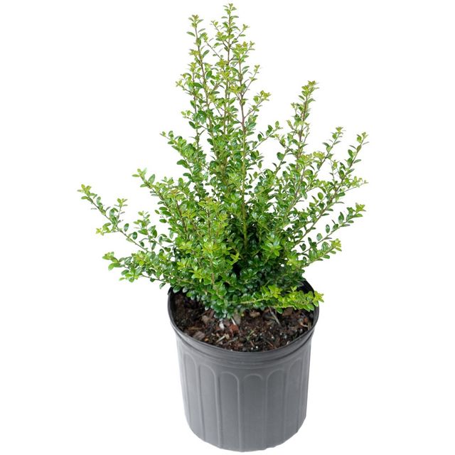 Holly Steeds 2.25gal U.S.D.A. Hardiness Zones 5-9 - 1pc - National Plant Network