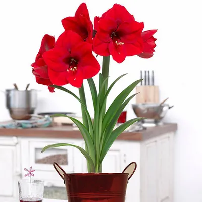 Van Zyverden Amaryllis Red Lion Flower Bulb with Artisan Decorative Planter