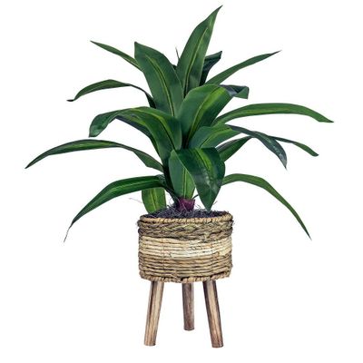 24 x 24 Artificial Dracaena Plant in Basket Stand - LCG Florals: Indoor Tropical Accent