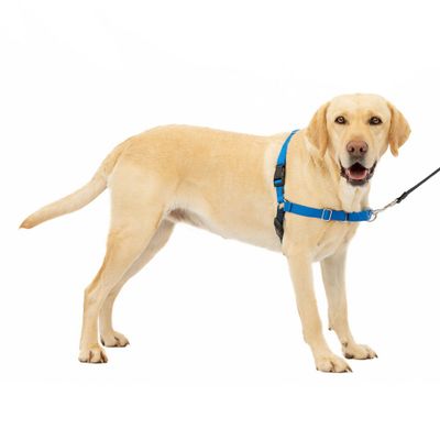 PetSafe Easy Walk Adjustable og Harness - L - Royal Blue