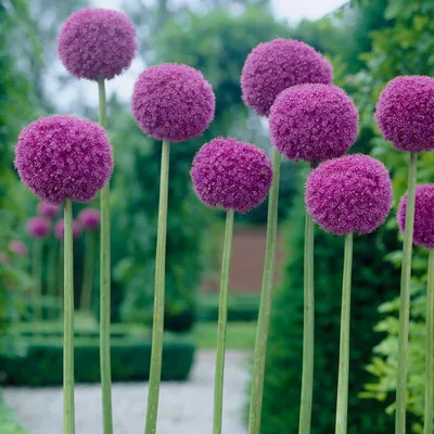 Van Zyverden Allium Purple Giganteum Flower Bulb