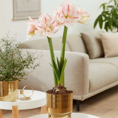 Amaryllis Striped Amadeus Preplanted Bulb with Brass Finish Iron Planter and Stand - Van Zyverden