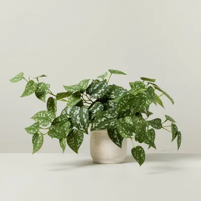 10 Faux Satin Variegated Pothos Plant - Hearth & Hand with Magnolia: Indoor Decorative Artificial Foliage in Off-White Pot