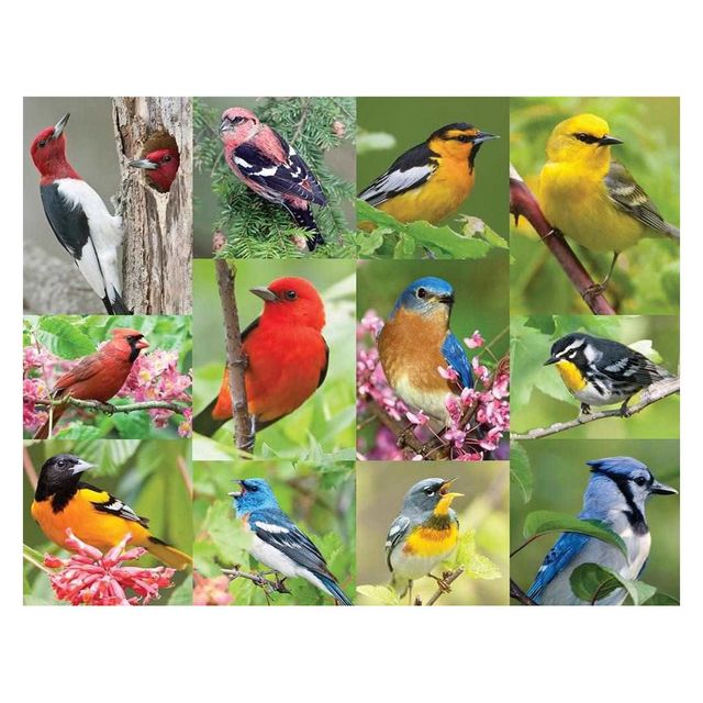 Springbok Birds Of A Feather Puzzle 500pc