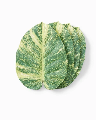 Pothos Balihai Coasters - Set of 4