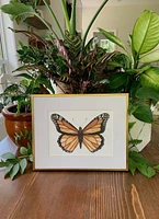 Monarch Butterfly Art Print